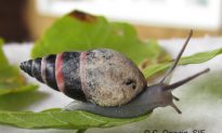 Extinct Snail Found on Island in Indian Ocean