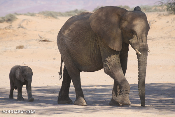 Desert elephants in Namibia. Photo by: Rhett A. Butler.
