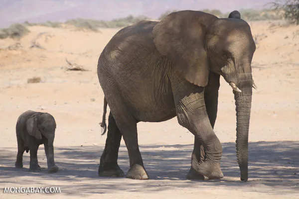 Zambia Ends Trophy Hunting Ban, Elephants Fair Game