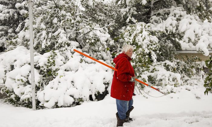Jean Rivers inspects the damage to her trees after a heavy snowfall in Cremona, Alta., on Sept. 9. Snow came to southern Alberta six weeks earlier than usual this year. (The Canadian Press/Jeff McIntosh)