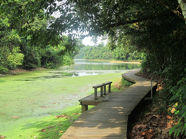 Boardwalk trail along MacRitchie Reservoir (Ted Nelson, Traveling Ted)
