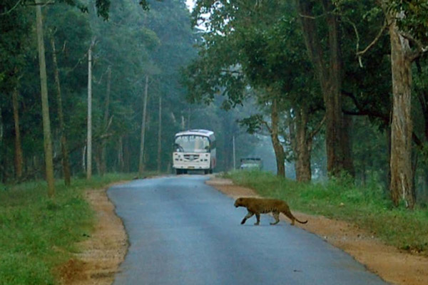 A big cat crosses the Mysore-Mananthavadi Highway as commercial vehicles look on. Photo credit: Vikram Nanjappa. Adapted from a 2010 report on wildlife mortality reduction measures in the Nagarhole Tiger Reserve.
