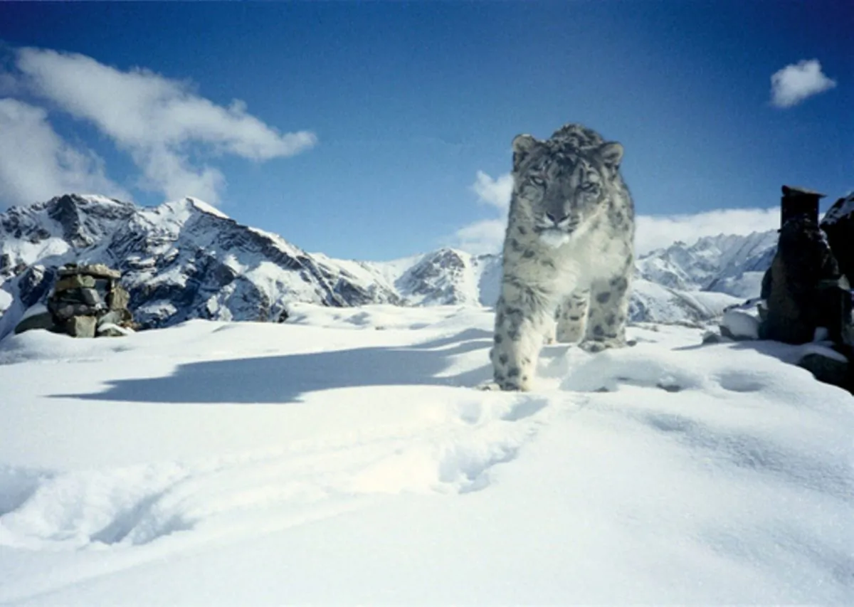 Snow leopard (Rodney Jackson, wikimedia.org)