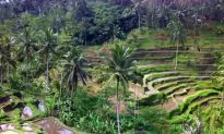 Finding Bliss in Ubud