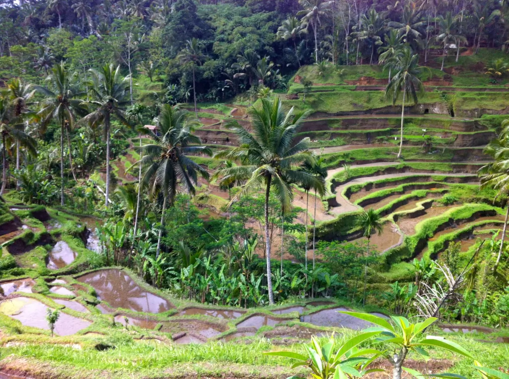 Ubud, Bali (Miriam Risager, Adventurous Miriam)