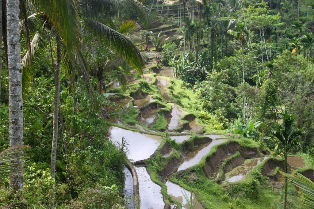 Rice fields (Miriam Risager, Adventurous Miriam)