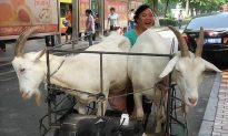 Milking Goats in the City: China’s Rural to Urban Collission