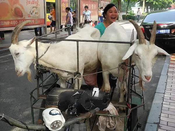 Goat milk, China (Wade Shepard Vagabond Journey Travel)