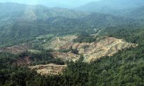 Malaysian Palm Oil Chief Misleads on Deforestation