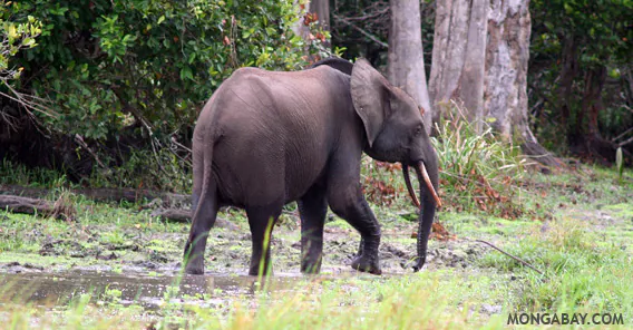 Six Poachers Arrested Near Mozambique