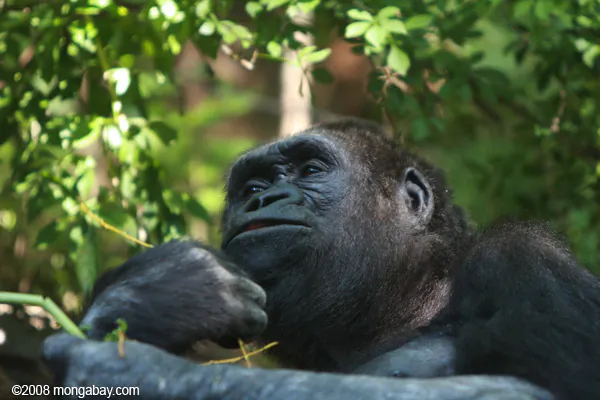 Palm Oil Demand Fueling Illegal Deforestation