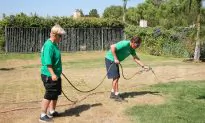 California Residents Seek Drought-Friendly Lawns