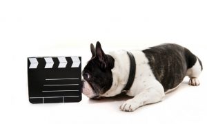 How the Films You've Seen Influence Your Choice of Dog
