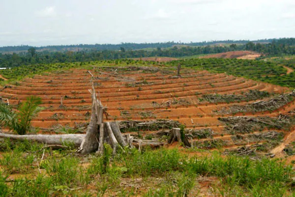 Illegal Plantation Still Run by Palm Oil Company