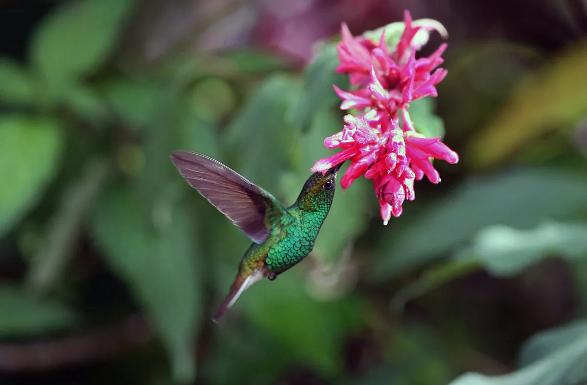 Other birds are missing out. (YURI CORTEZ/AFP/Getty Images)