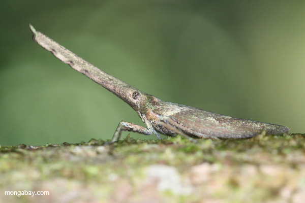 Bizarre insect in Manu National Park. A new study finds that both wildlife abundance and biodiversity are higher in protected areas, including for arthropods. Photo by: Rhett A. Butler.
