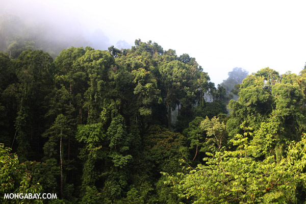 Borneo rainforest canopy. Photo by Rhett Butler
