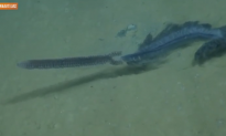 Strange-Looking Sea Creature Discovered on Ocean Floor (Video)