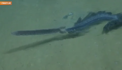 Strange-Looking Sea Creature Discovered on Ocean Floor (Video)