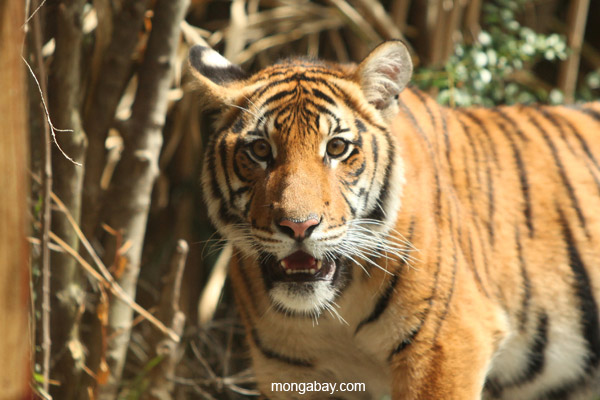 Malayan tiger. Photo by: Rhett A. Butler.
