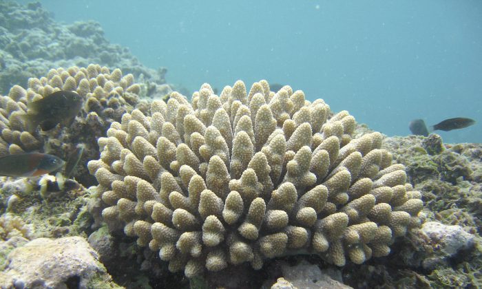 Acropora coral (Andy Collins, NOAA/www.wikimedia.org)