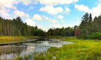 Canadian Beaver Pond Beauty