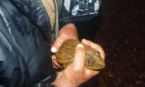 Frogs Still Affected by Logging, After 40 Years
