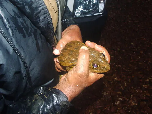 An Indian forest official holds a frog saved in a raid on poachers at forest office local headquarters in Goa state's Panaji on June 16, 2010. (STRDEL/AFP/Getty Images)