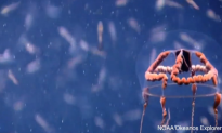 Rare Bizarre-Looking Creature Spotted by Underwater Researchers (Video)