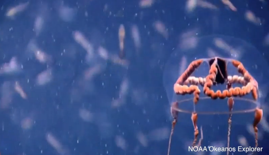 Rare Bizarre-Looking Creature Spotted by Underwater Researchers (Video)