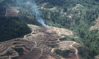 Donuts Companies Cutting Palm Oil from Deforestation