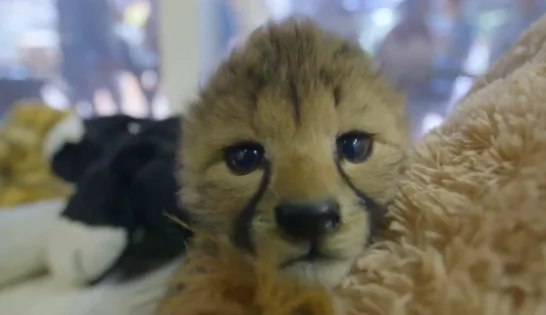 San Diego Zoo Welcomes Cheetah Cubs (Video)