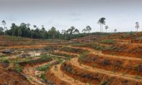 Palm Oil Companies Suspend Deforestation for A Year