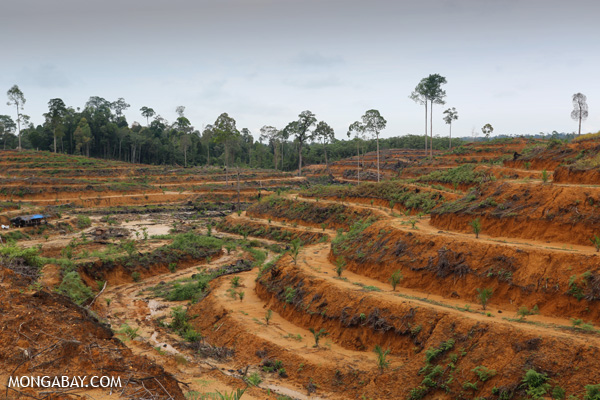 Illegal forest for an oil palm plantation within a protected area in Indonesia 

