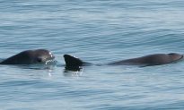 World’s Smallest Porpoise is Critically Endangered