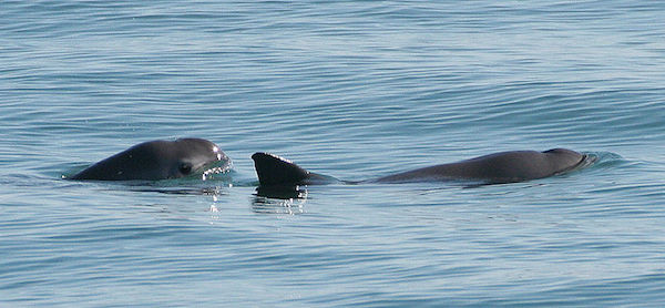 Vaquitas (Phocoena sinus) are more solitary than other cetacean species, but are sometimes found in small groups. (Paul Olsen/NOAA/www.wikimedia.org)
