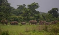 Birth Control to Solve Human-Elephant Conflicts