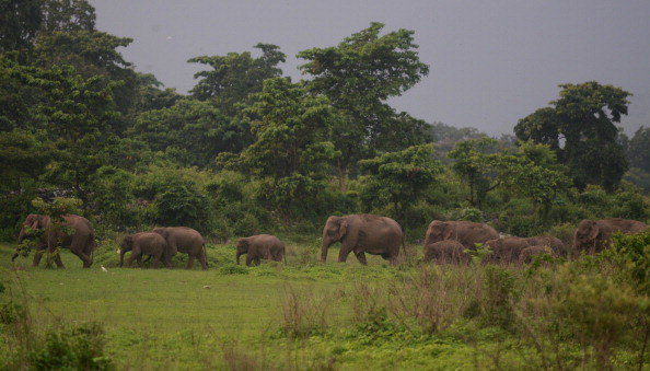 A herd of wild elephants files through woodland near the Kolabari village in Naxalbari, some 50 kms from Siliguri on June 13, 2014. (Diptendu Dutta/AFP/Getty Images)