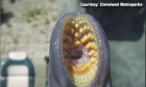 ‘Alien’ Invader Found in River (Video)