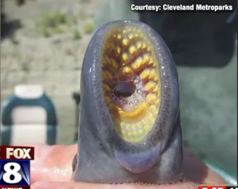 ‘Alien’ Invader Found in River (Video)