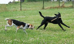 5 Pet-Friendly Hotels in the UK