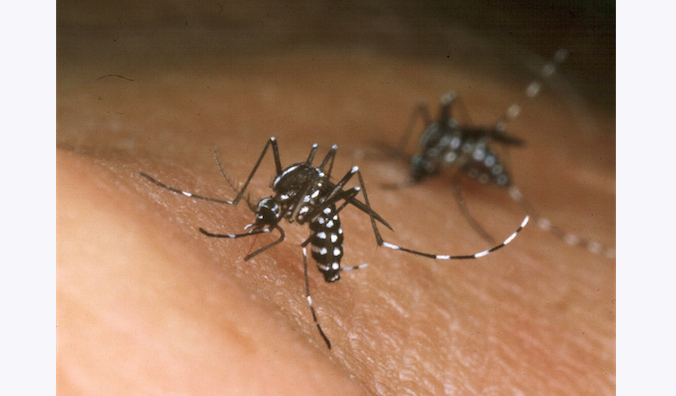 The Asian Tiger mosquito feeds on a victim's blood. Dengue fever in southern China’s Guangdong Province has led to 6,089 cases recently, two of which resulted in death. (Jack Leonard/New Orleans Mosquito and Termite Control Board/Getty Images) 