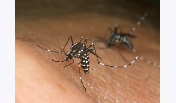 Dengue Fever in Southern China Claims Two Lives