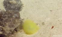 Sea Worm That Resembles Tennis Ball Spotted (Video)