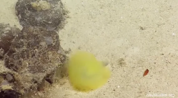 Sea Worm That Resembles Tennis Ball Spotted (Video)