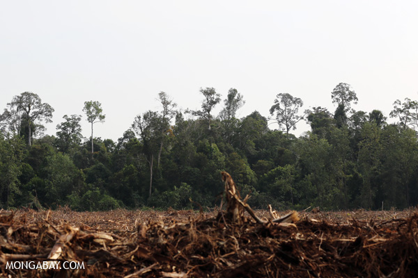 Cleared timber plantation and peat forest in Indonesia. Photos by Rhett A. Butler. 

