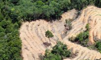 Cargill Stops Deforestation for Entire Global Chain