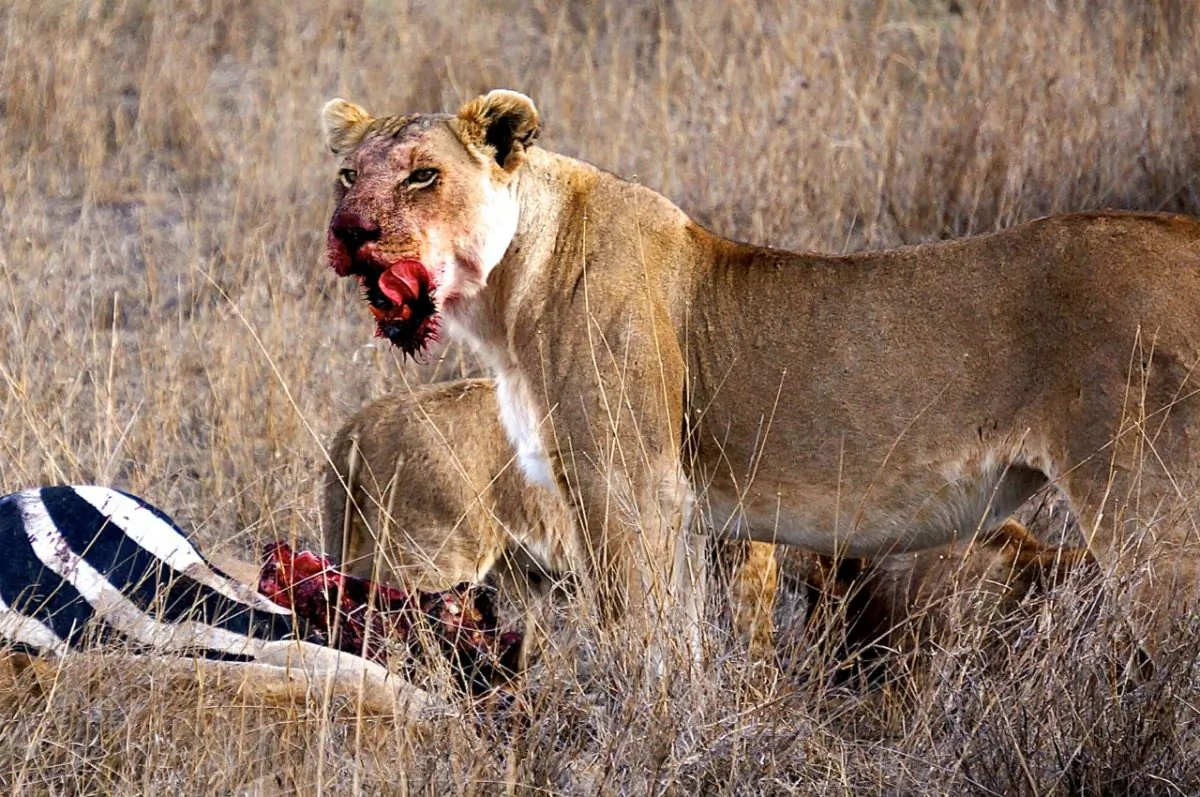 Serengeti (Jonny Duncan)