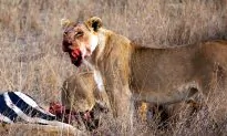 Return To The Serengeti