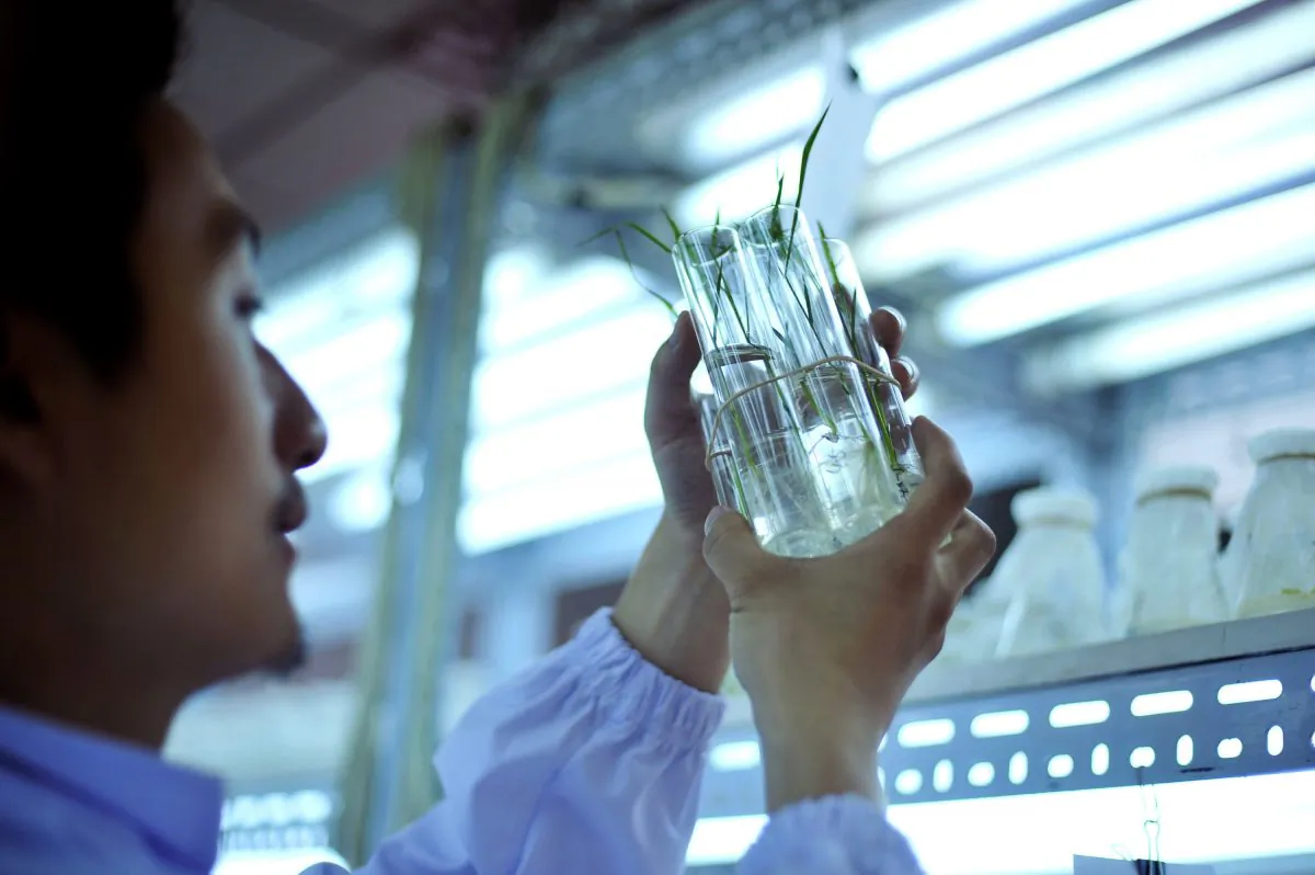 A Chinese researcher runs tests on two strains of genetically modified rice which were approved for open-field experiments, at a laboratory in Wuhan, China, on June 11, 2011. (STR/AFP/Getty Images)